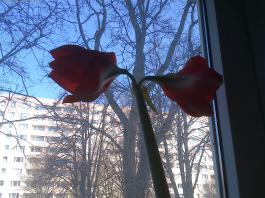 This photo is taken by AllWinner's v3-sdv