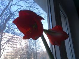 This photo is taken by AllWinner's v3-sdv