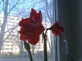 This photo is taken by AllWinner's v3-sdv