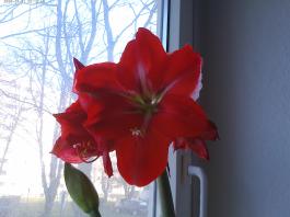 This photo is taken by AllWinner's v3-sdv