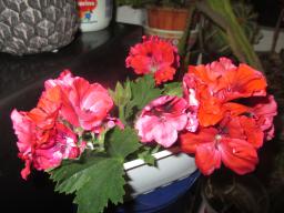 yIMG_3283