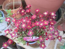yIMG_3303
