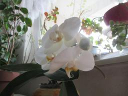 yIMG_3424