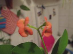 yIMG_3485