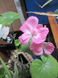 yIMG_3493