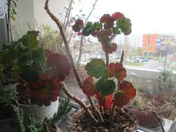 yIMG_3505