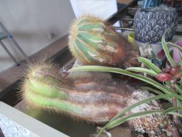yIMG_3515