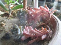 yIMG_3521
