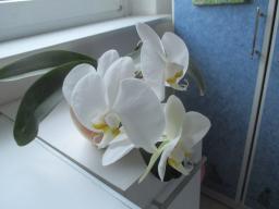 yIMG_3531