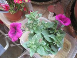 yIMG_3580