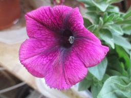 yIMG_3581