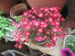 yIMG_3584