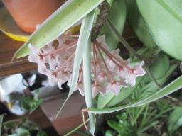 yIMG_3675