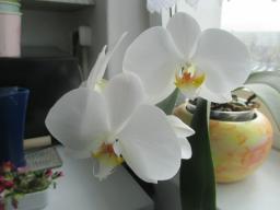 yIMG_3697