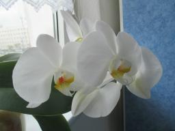 yIMG_3700