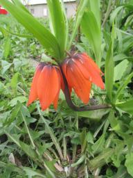 yIMG_3726