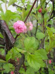 yIMG_3729