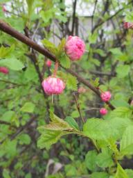 yIMG_3730