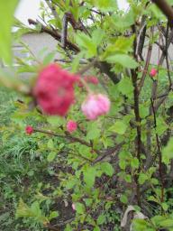 yIMG_3731