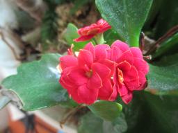 yIMG_3897