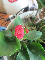 yIMG_3898