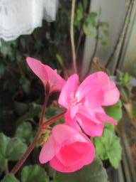yIMG_4030