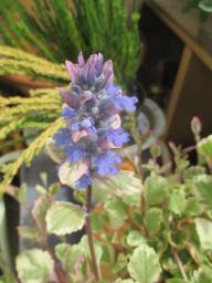 yIMG_4034