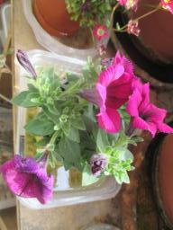 yIMG_4036