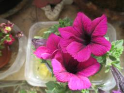 yIMG_4037