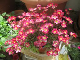 yIMG_4038