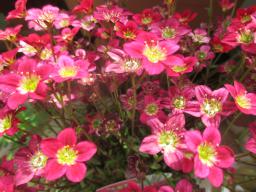 yIMG_4039