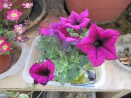 yIMG_4199
