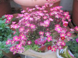 yIMG_4200