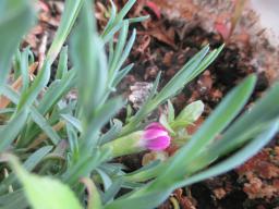 yIMG_4207