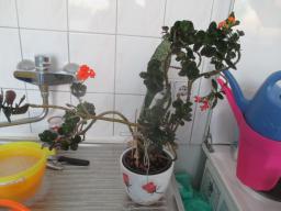 yIMG_4208