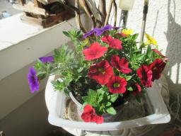 yIMG_4216