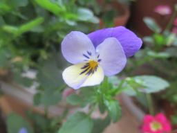 yIMG_4280