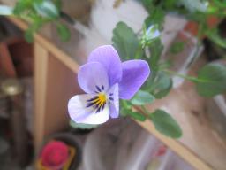yIMG_4281