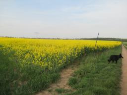 yIMG_4291