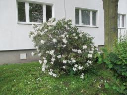 yIMG_4312
