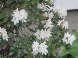 yIMG_4314