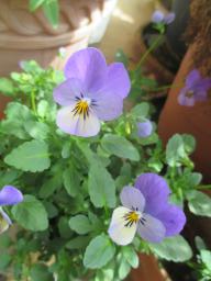 yIMG_4316