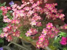 yIMG_4318
