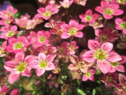 yIMG_4319