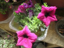 yIMG_4320