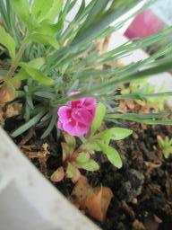 yIMG_4325