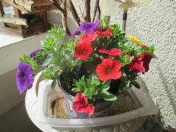 yIMG_4328