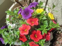 yIMG_4329