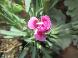 yIMG_4331