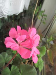 yIMG_4332